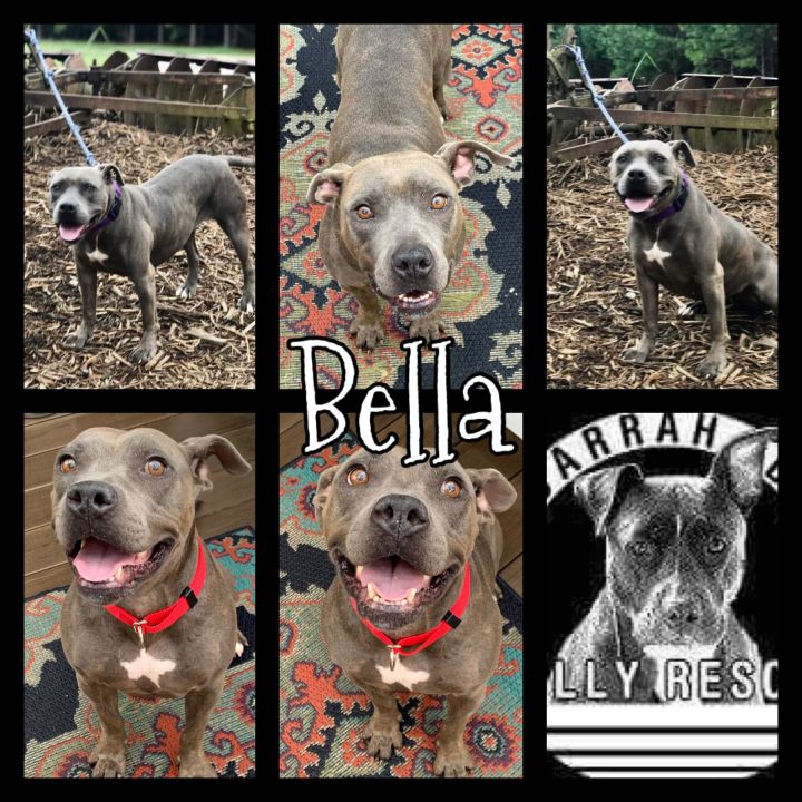 Bella, an adoptable Pit Bull Terrier in Roaring Spring, PA_image-1