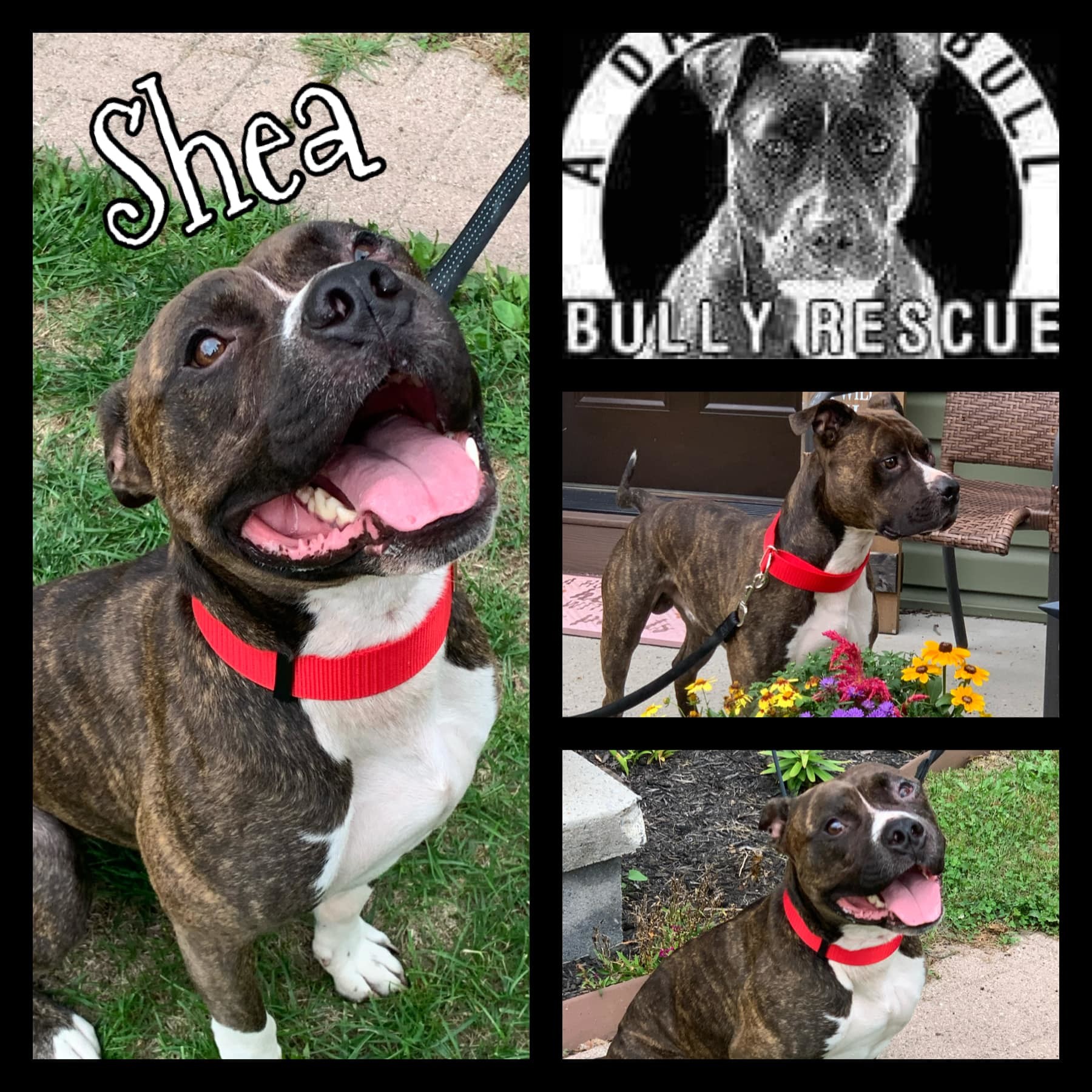 Shea, an adoptable Pit Bull Terrier in Roaring Spring, PA, 16673 | Photo Image 1