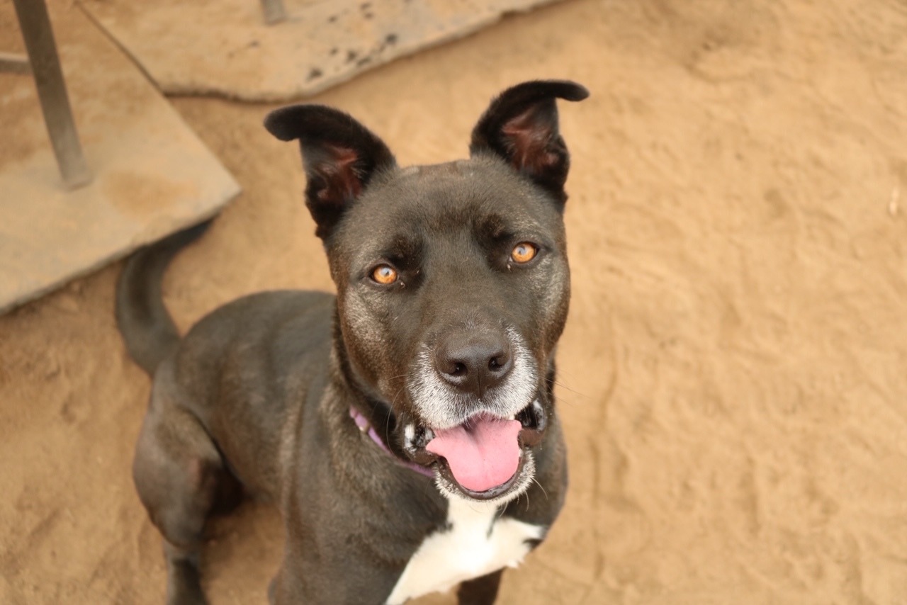 Petey, an adoptable Akita, Pit Bull Terrier in Jamul, CA, 91935 | Photo Image 1