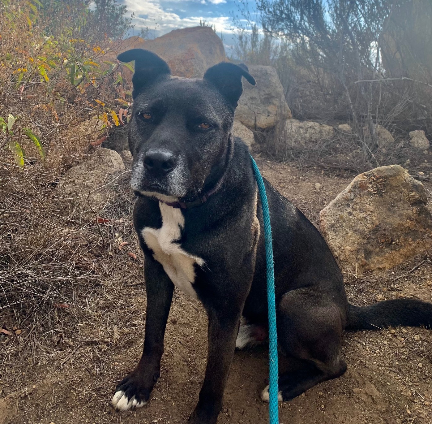 Petey, an adoptable Akita, Pit Bull Terrier in Jamul, CA, 91935 | Photo Image 4