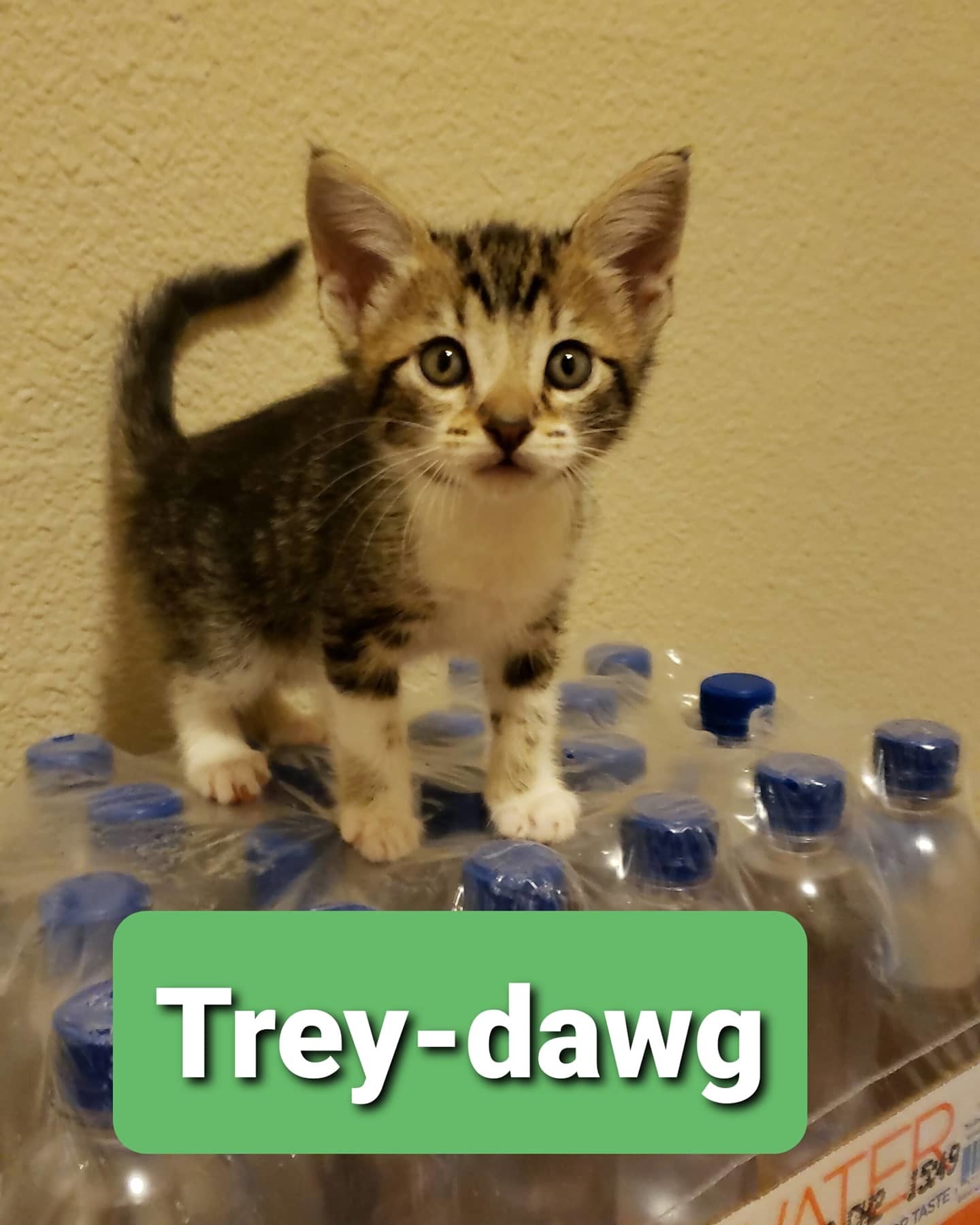Trey-Dawg