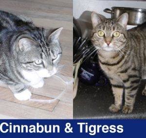 Cinnabun and Tigress are two adorable older cats looking for a quiet home where they can watch birds