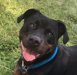 Bubba, an adoptable Rottweiler in Mission, KS, 66202 | Photo Image 1