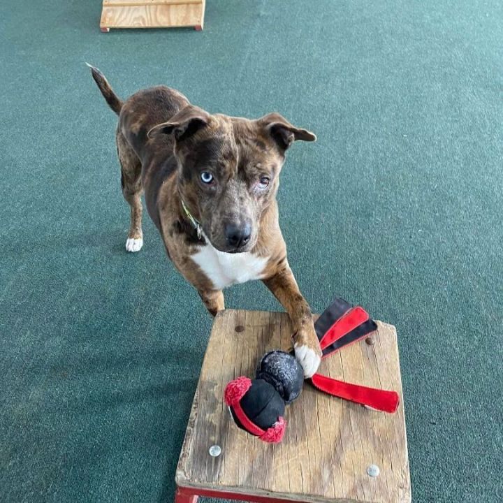 Akira, an adoptable Catahoula Leopard Dog Mix in Lake Odessa, MI