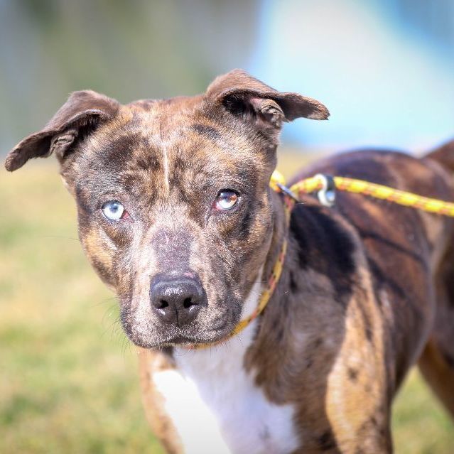 Akira, an adoptable Catahoula Leopard Dog Mix in Lake Odessa, MI_image-4