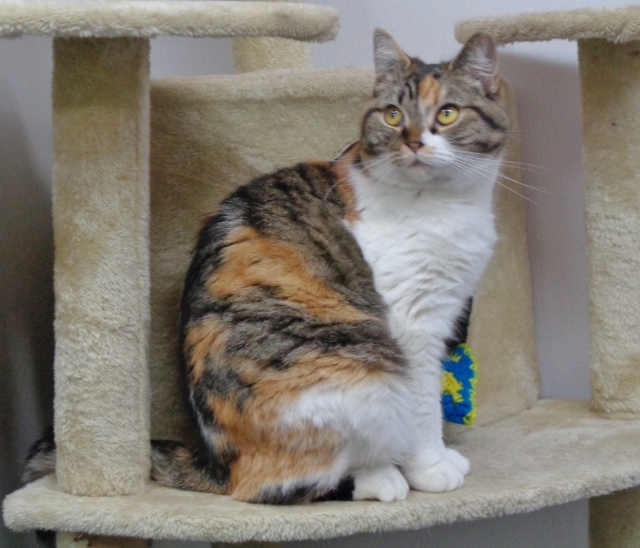 WILDFLOWER, an adoptable Domestic Short Hair, Exotic Shorthair in Delhi, NY, 13753 | Photo Image 6
