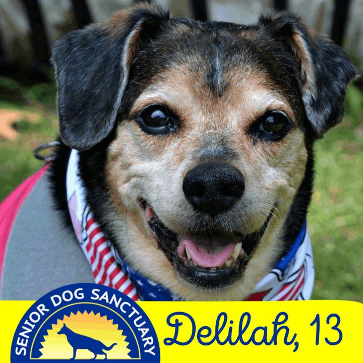 Delilah, an adoptable Beagle Mix in Severn, MD_image-1