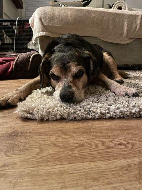 Delilah, an adoptable Beagle in Severn, MD, 21144 | Photo Image 2