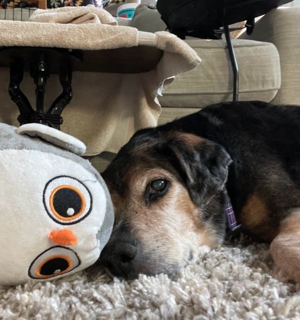 Delilah, an adoptable Beagle in Severn, MD, 21144 | Photo Image 4