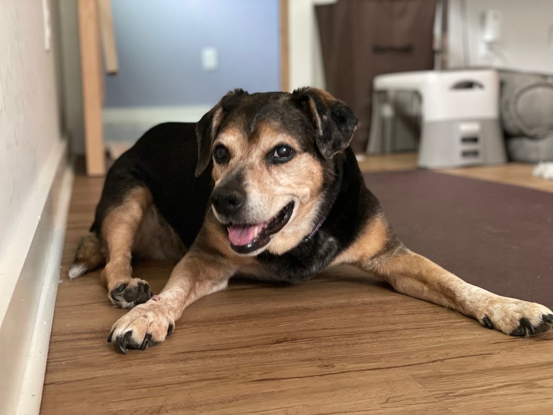 Delilah, an adoptable Beagle in Severn, MD, 21144 | Photo Image 5