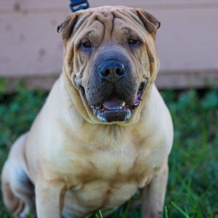 Bubba, an adoptable Shar-Pei in Millville, UT, 84326 | Photo Image 1