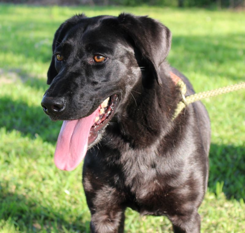 NINIA, an adoptable Labrador Retriever in Orange, TX, 77632 | Photo Image 1