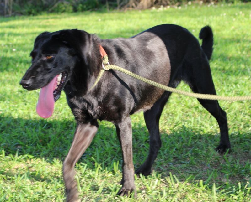 NINIA, an adoptable Labrador Retriever in Orange, TX, 77632 | Photo Image 2