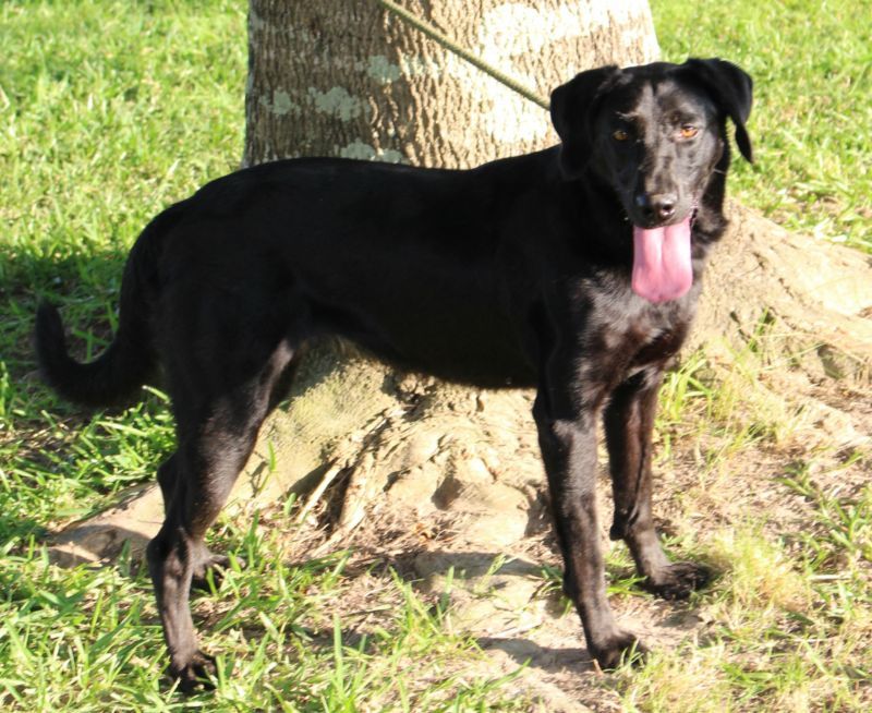 NINIA, an adoptable Labrador Retriever in Orange, TX, 77632 | Photo Image 3