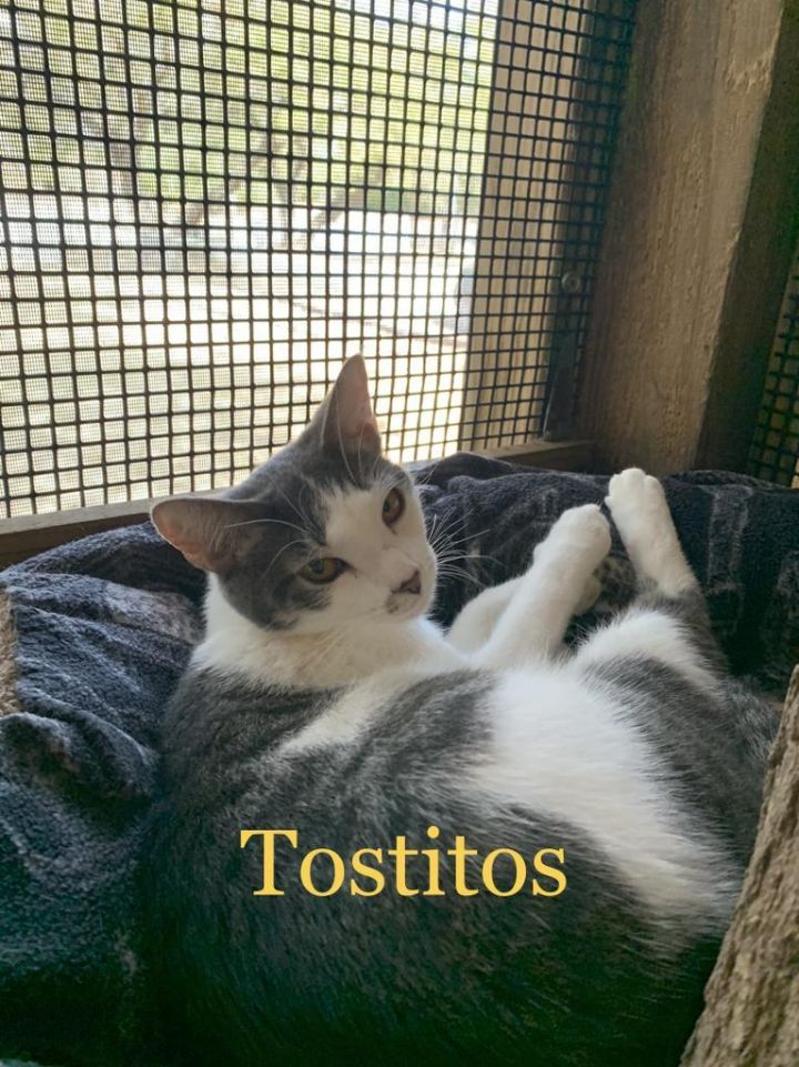 Tostitos, an adoptable Domestic Short Hair in Fulton, TX_image-3