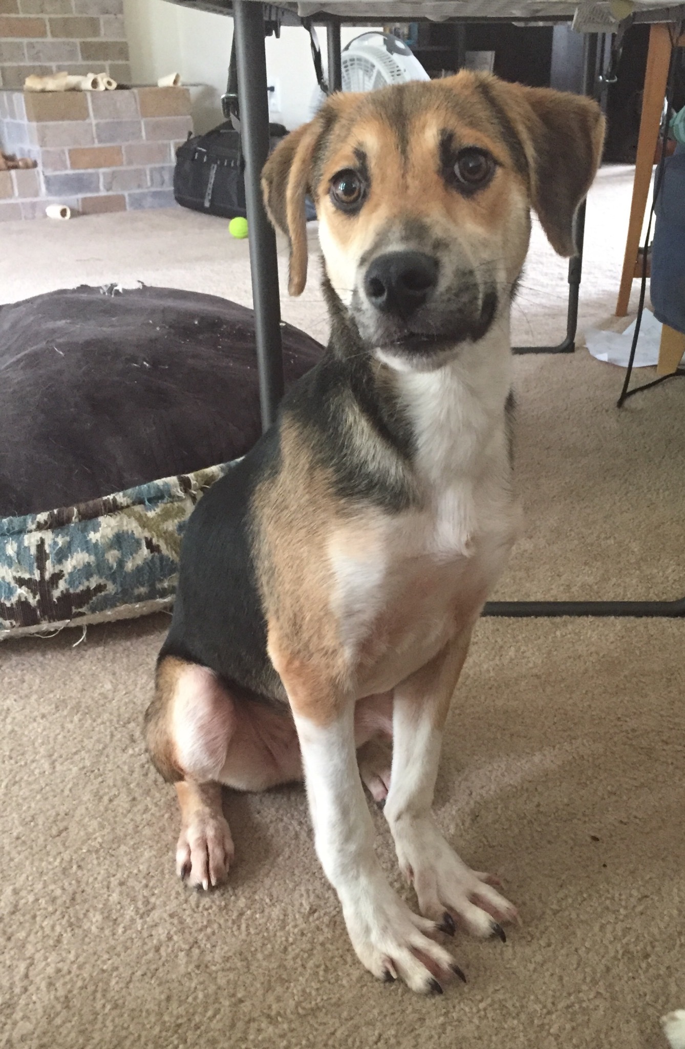 Snoopy, an adoptable Beagle in Fredericksburg, VA, 22407 | Photo Image 2