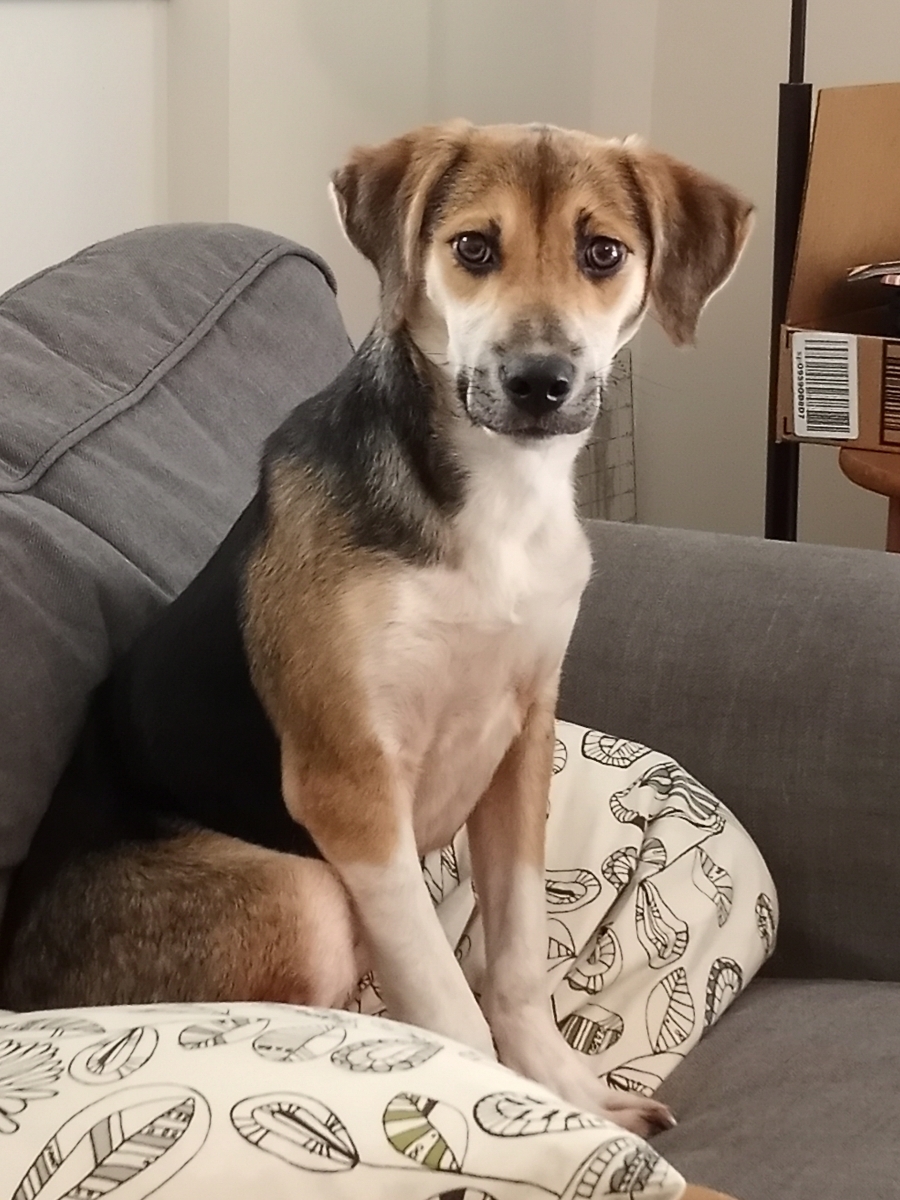 Snoopy, an adoptable Beagle in Fredericksburg, VA, 22407 | Photo Image 3