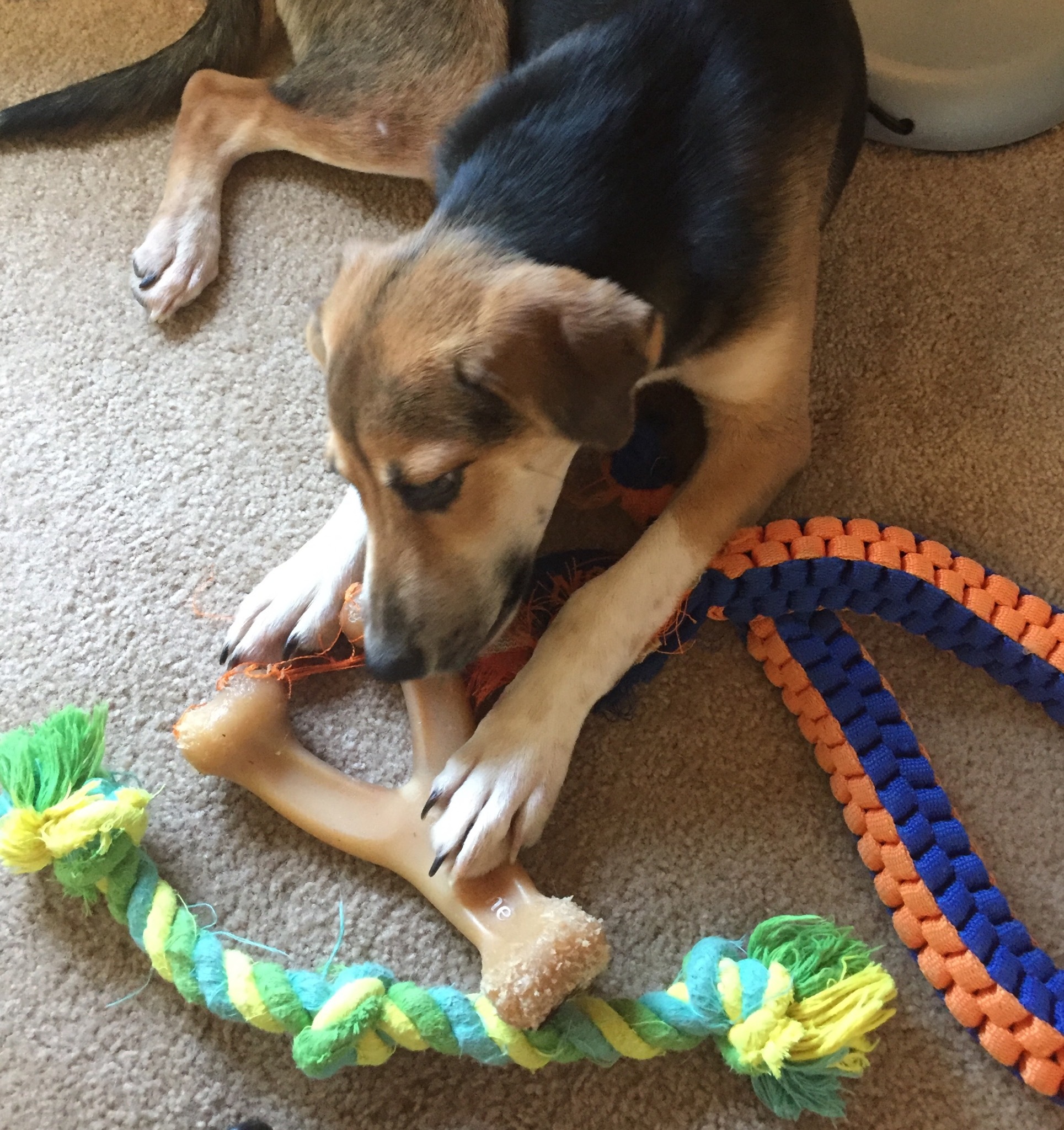 Snoopy, an adoptable Beagle in Fredericksburg, VA, 22407 | Photo Image 5