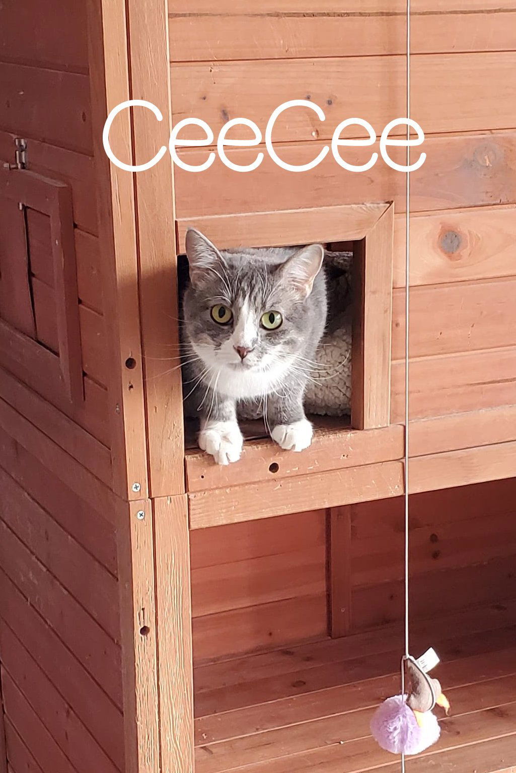 CeeCee