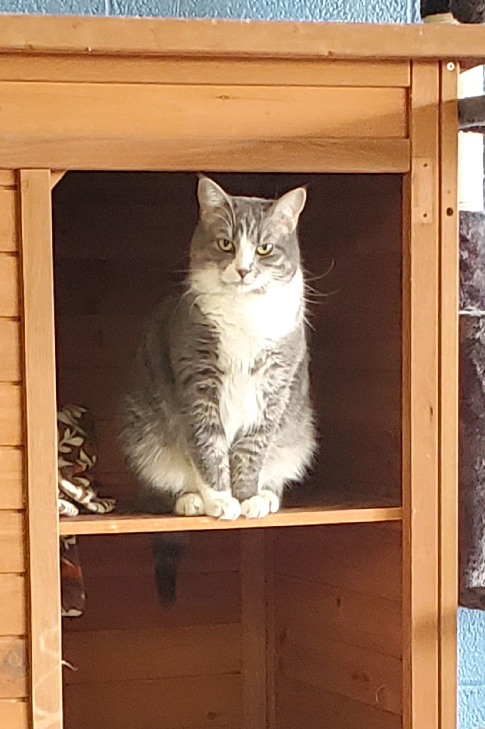 CeeCee, an adoptable Domestic Short Hair in Boston, KY, 40107 | Photo Image 3