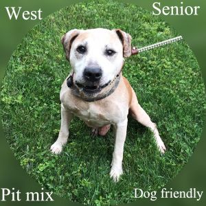 Pets For Adoption At Mahoning County Dog Pound Adoption Center In Youngstown Oh Petfinder