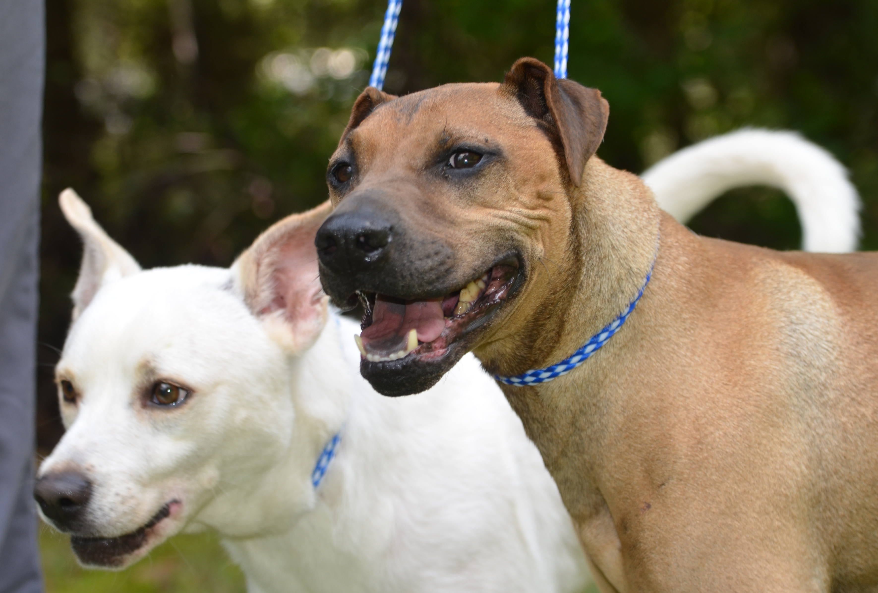 Beau and Chato, an adoptable Rhodesian Ridgeback, Husky in Siler City, NC, 27344 | Photo Image 2