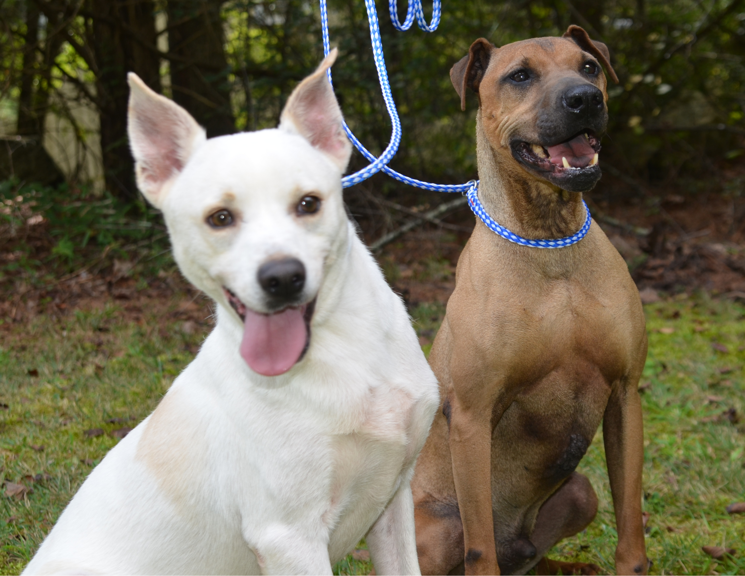 Beau and Chato, an adoptable Rhodesian Ridgeback, Husky in Siler City, NC, 27344 | Photo Image 1