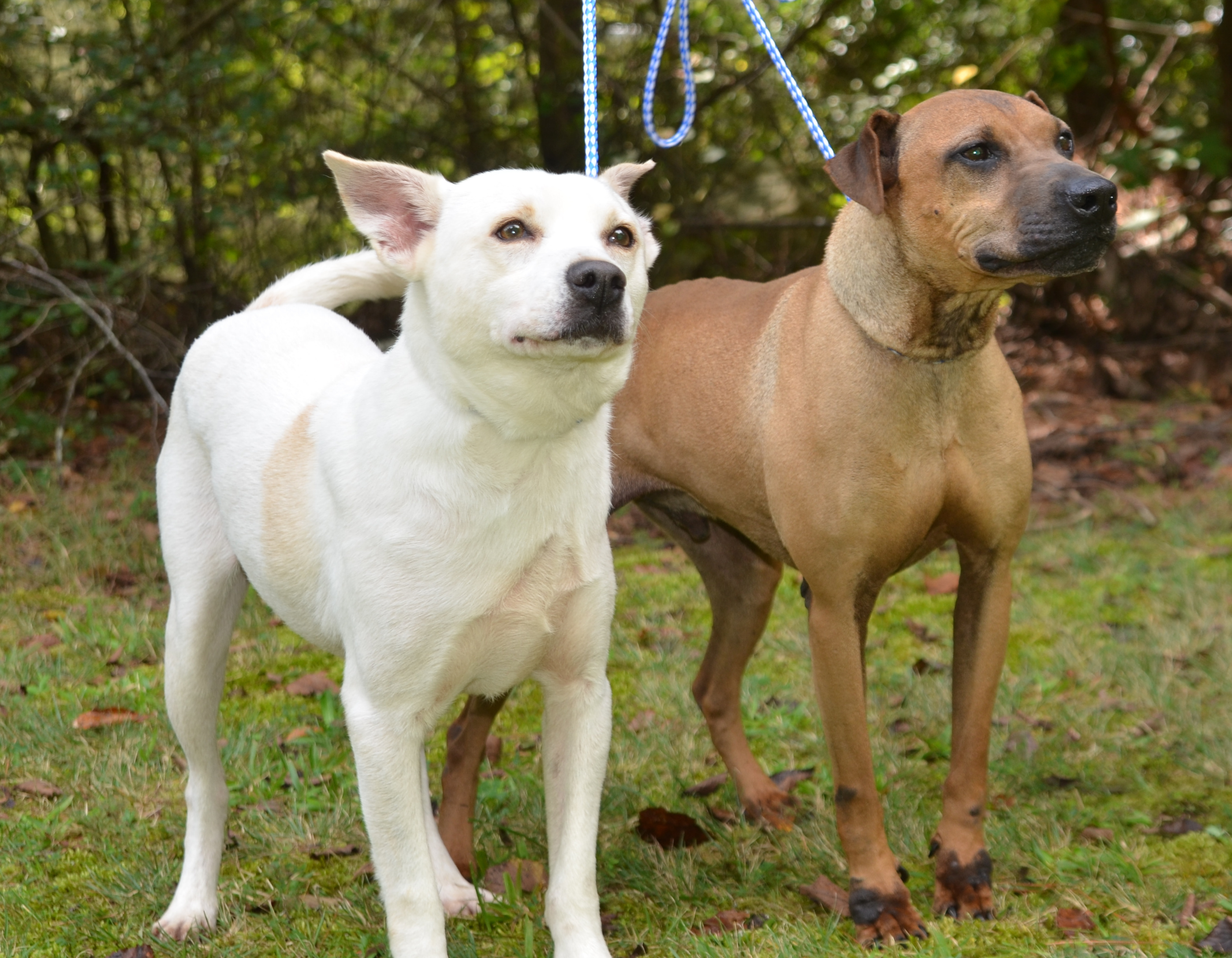 Beau and Chato, an adoptable Rhodesian Ridgeback, Husky in Siler City, NC, 27344 | Photo Image 3