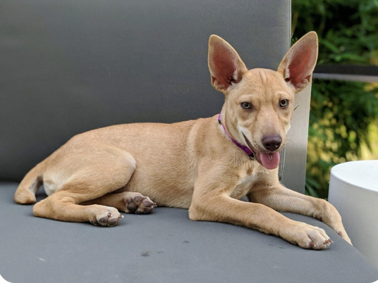 Fosters needed, an adoptable Mixed Breed in Friendswood, TX, 77546 | Photo Image 2