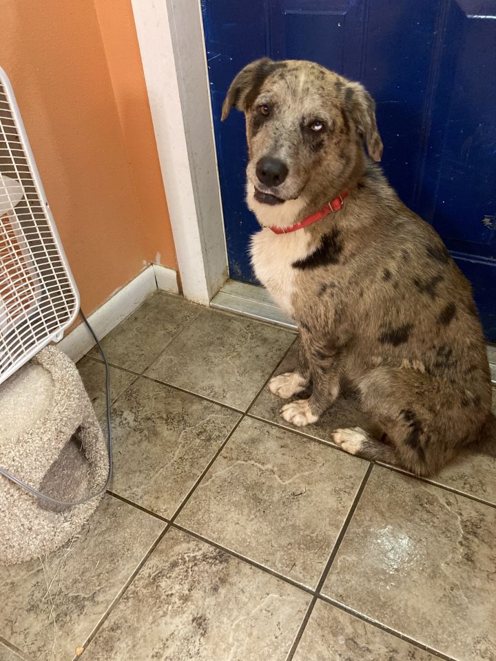 Dog for adoption Camo a Catahoula Leopard Dog in Cottonport LA