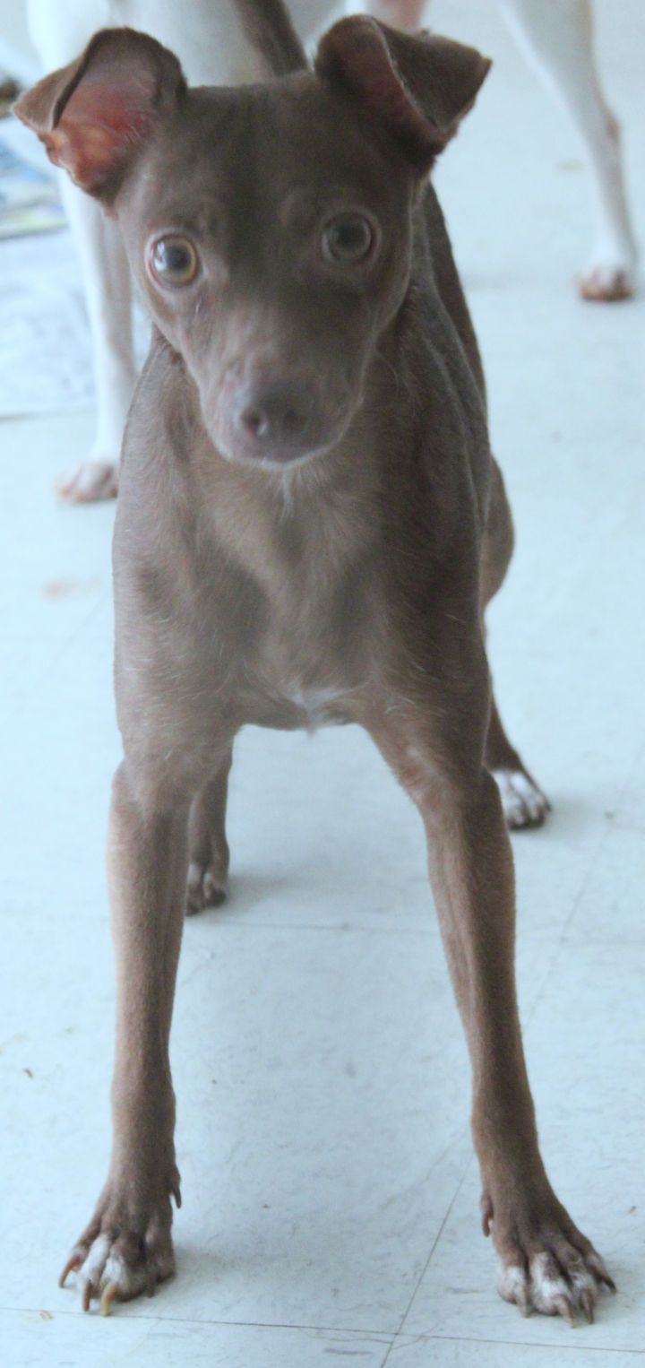 Dog For Adoption Jeffrey A Chihuahua Whippet Mix In Yukon Ok Petfinder