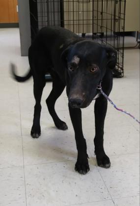 Dog For Adoption 20 Found Blue A Husky Mix In Ridgecrest Ca Petfinder