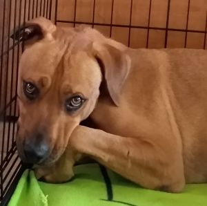 Dogs For Adoption Near Appleton Wi Petfinder