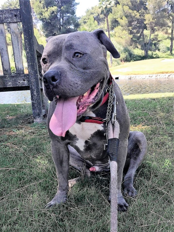 American staffordshire store mixed with pitbull