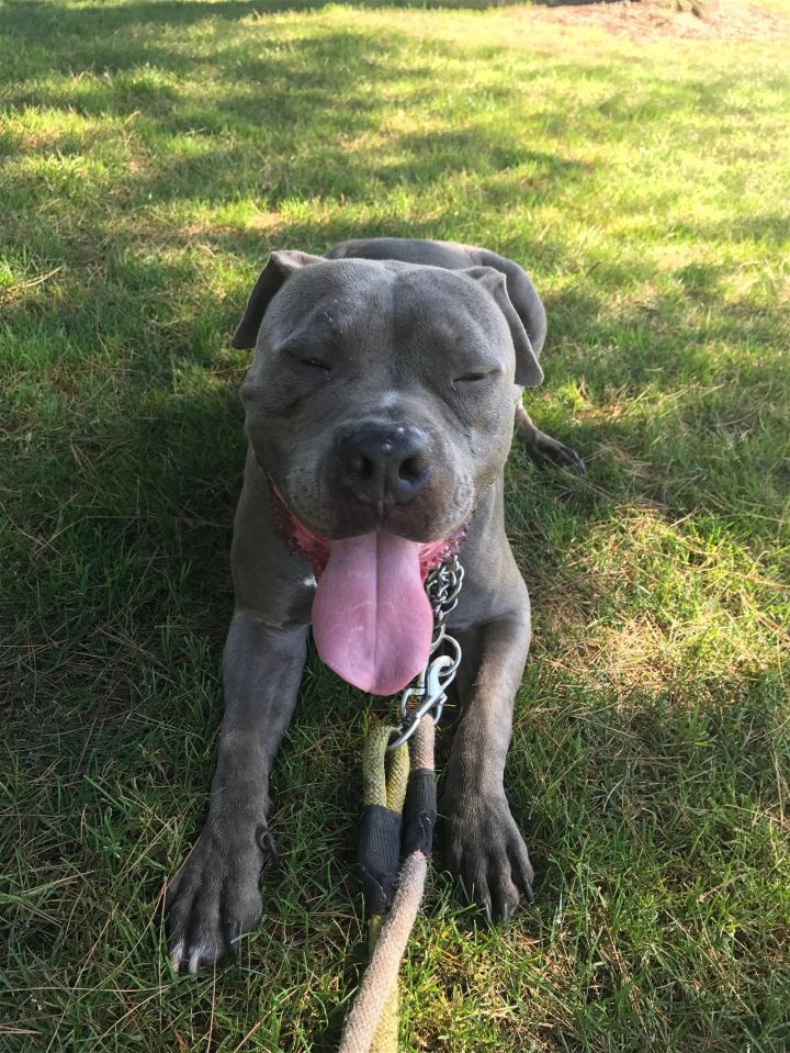 American staffy blue store nose