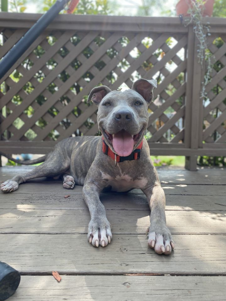 Dog for adoption - Piranha, an American Staffordshire ...