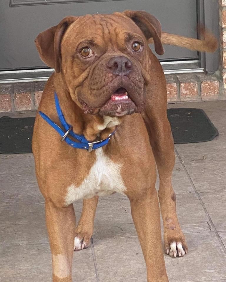 Dog for adoption - Bruno, a Dogue de Bordeaux in Austin ...