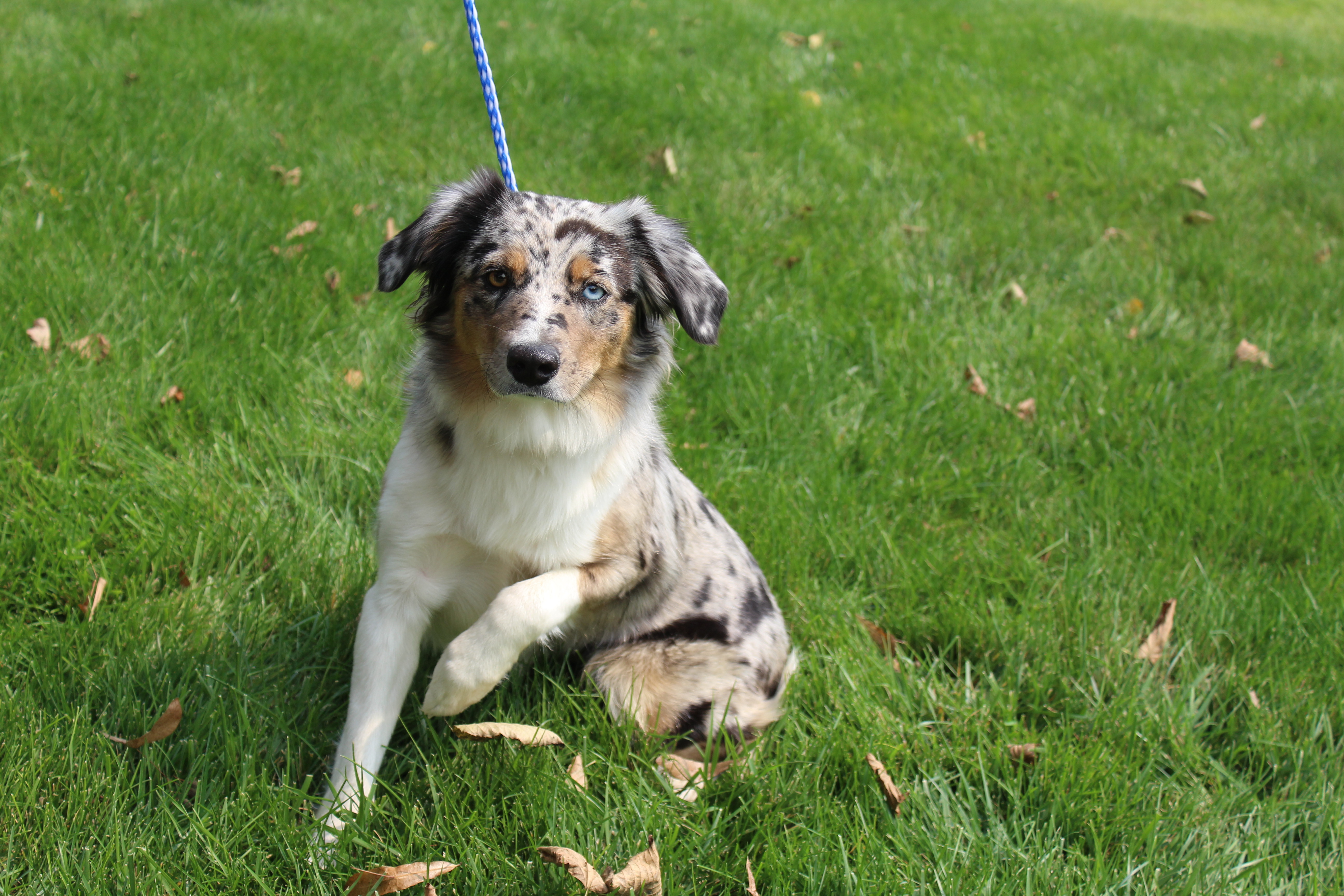 Mopsy, an adoptable Australian Shepherd in Omaha, NE, 68106 | Photo Image 3