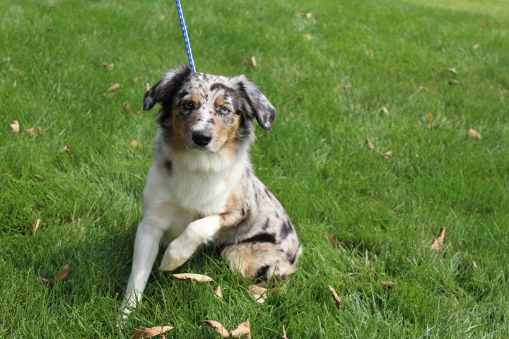 Dog for adoption Mopsy an Australian Shepherd in Omaha NE Petfinder