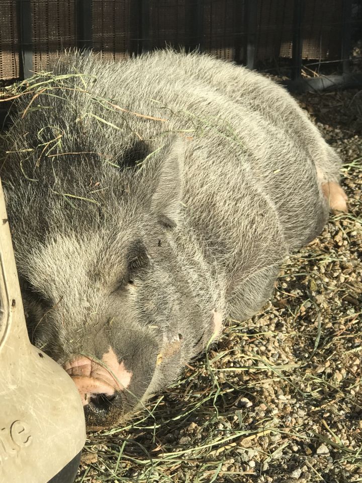 Pot Bellied for adoption - Cornelius, a Pot Bellied in Palm Desert, CA ...