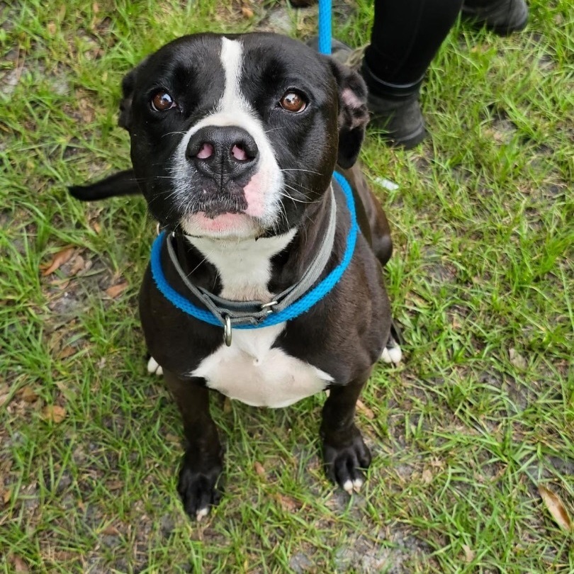 Jet, an adoptable Boxer, Hound in Palm City, FL, 34990 | Photo Image 5