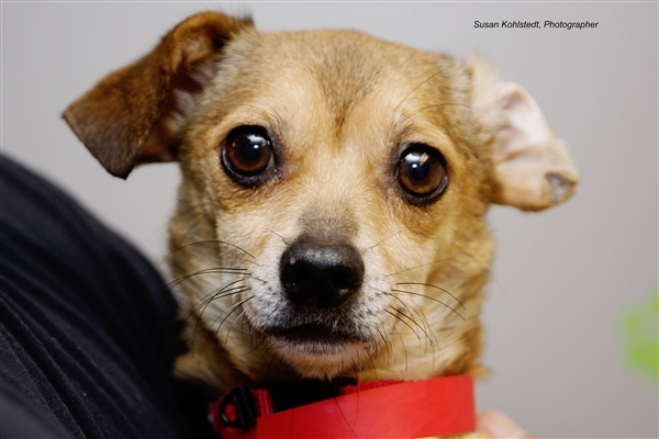 Pet Adoption Knoxville Tn Anna Blog
