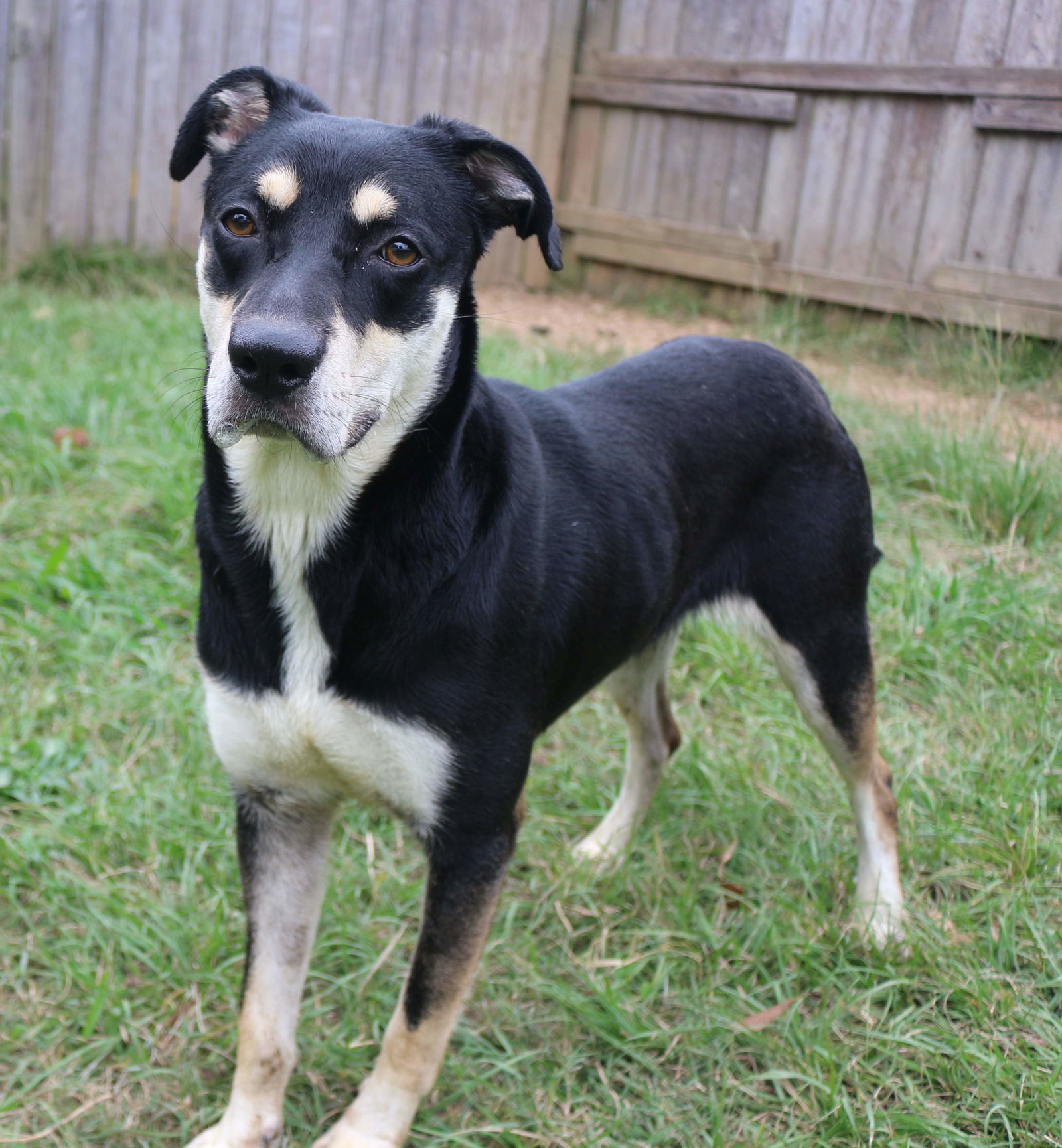 Princess Leia, an adoptable Shepherd in Jackson, MS, 39213 | Photo Image 1