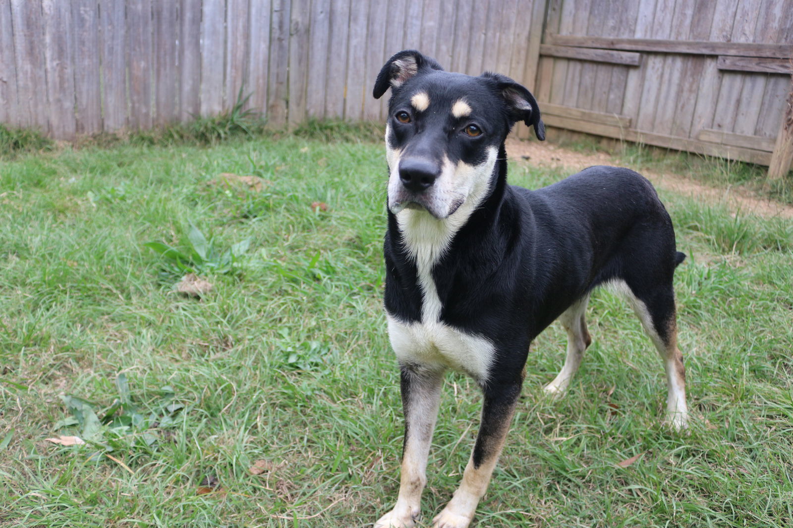 Princess Leia, an adoptable Shepherd in Jackson, MS, 39213 | Photo Image 2