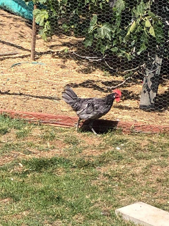 Andalusian Rooster 1