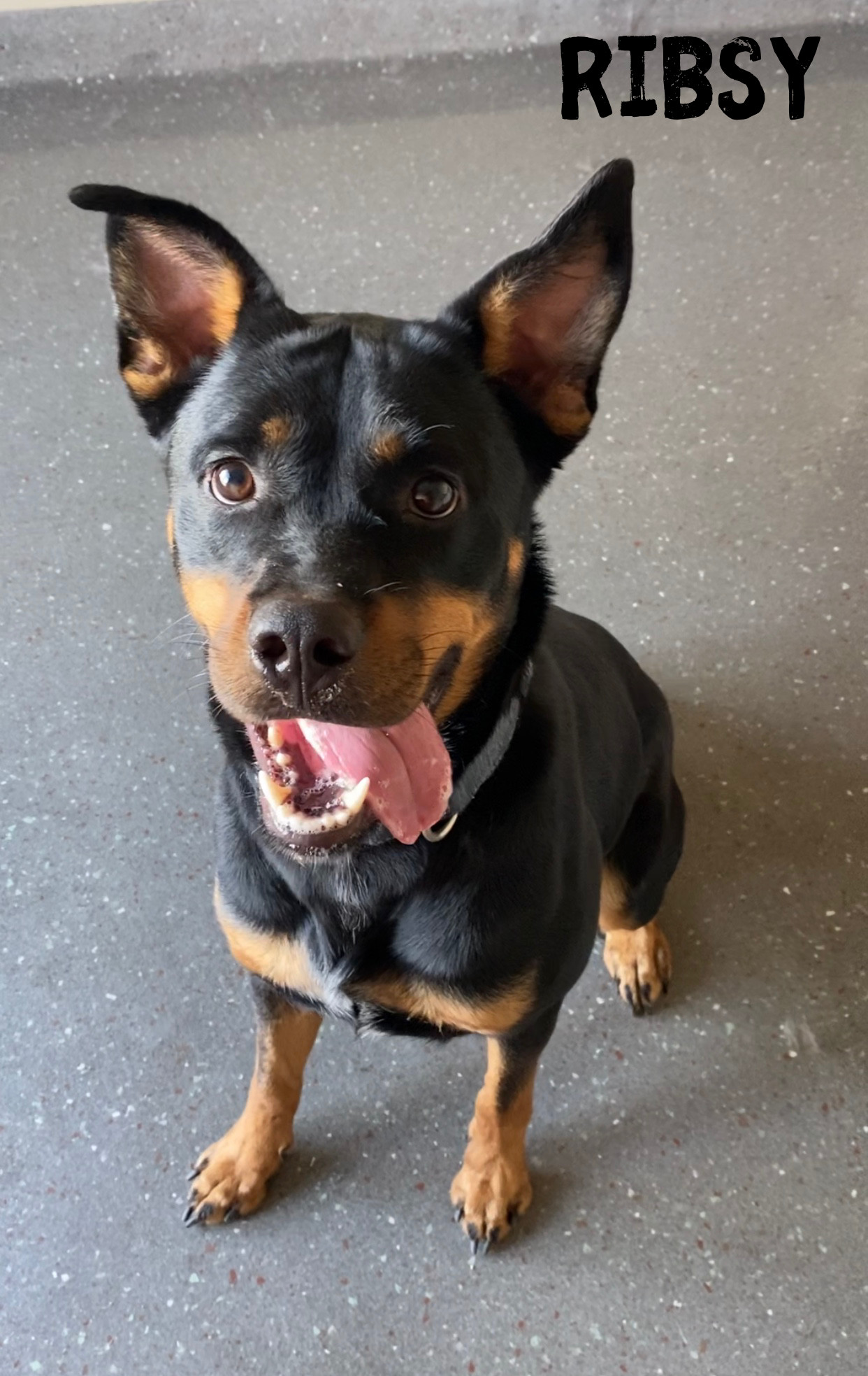 Ribsy, an adoptable Rottweiler in Valparaiso, IN, 46385 | Photo Image 1
