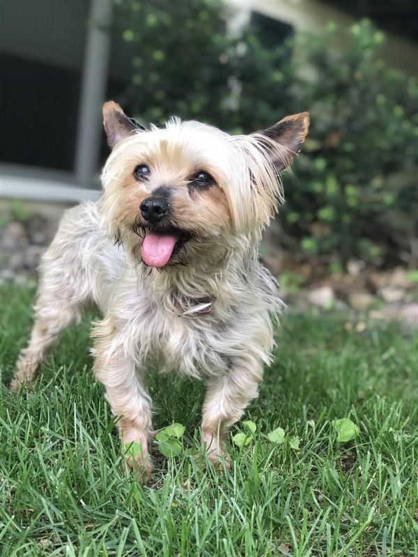 Available dogs small dog rescue of minnesota