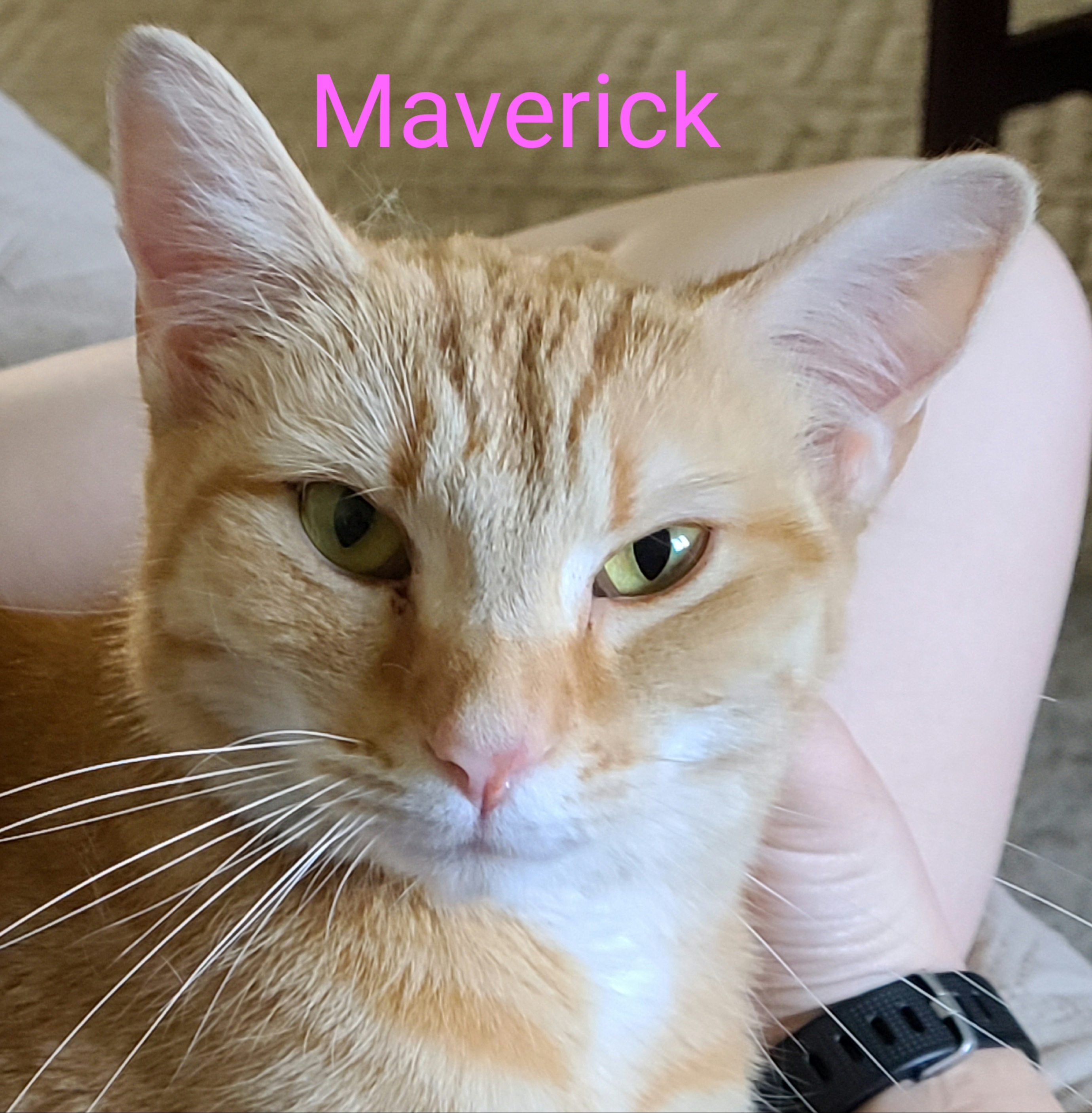 Maverick, an adoptable Domestic Short Hair in Fairborn, OH, 45324 | Photo Image 2