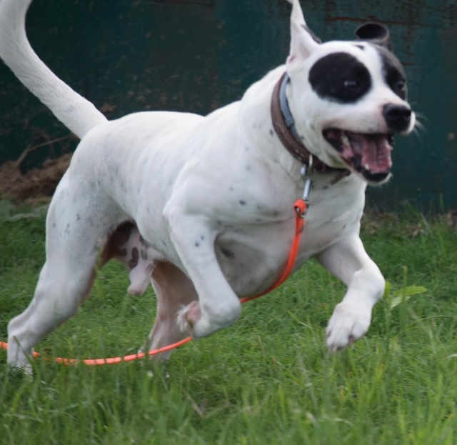 Archer, an adoptable Pointer, Pit Bull Terrier in Farmersville, TX, 75442 | Photo Image 1