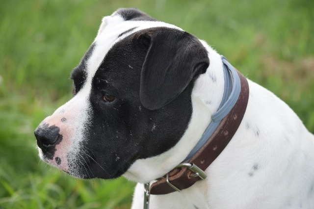 Archer, an adoptable Pointer, Pit Bull Terrier in Farmersville, TX, 75442 | Photo Image 2